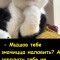 Мышовое