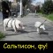 Сальтисон