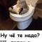 Кот