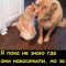 Любимцы