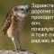Сова