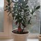 Денежное дерево толстянка Crassula