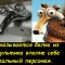 Белка и орех