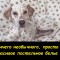 Постельная маскировка