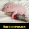 Свинка