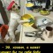 Собака убирака