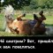 Конь