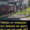 Арты