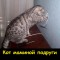 Котик