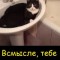 Котэ